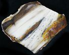 Petrified Wood Slab (Bald Cypress) - Saddle Mountain, WA #24202-1